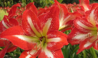 朱顶红几天浇一次水一次浇多少水（什么时候给朱顶红施肥）