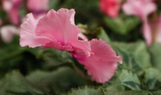 仙客来几天浇一次水（仙客来多久浇水）