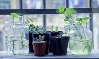 家里的花为什么老养不好 家里养花不好的原因