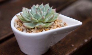 多肉有点蔫怎么办 多肉植物蔫巴了怎么办