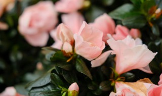 杜鹃花怎么有花蕾却不开花呢（杜鹃花只有花蕾不开花怎么回事吗）