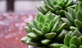 多肉长出了多头怎么办（多肉长出多余的头）