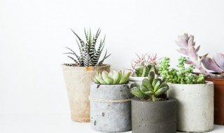 多肉断了怎么处理（多肉断了怎么处理草木灰）