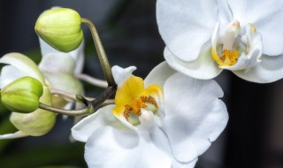 蝴蝶花几天浇一次水（蝴蝶兰花几天浇一次水）