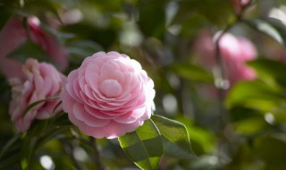 家里养茶花为什么不能对门（门口为什么不能养茶花）