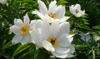 草芍药和芍药的区别 木芍药和芍药的区别