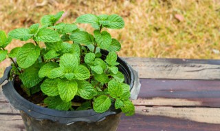薄荷可以怎么吃 薄荷可以怎么吃最好