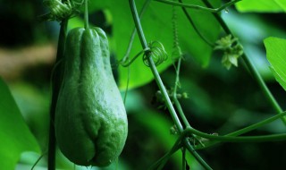 佛手瓜怎么凉拌好吃 佛手瓜怎么凉拌