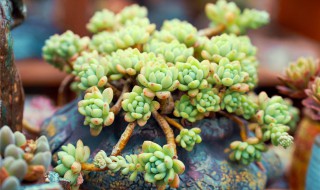 碧桃多肉怎么养（碧桃多肉怎么养与注意事项）