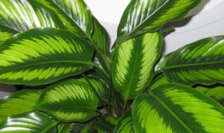 中华万年青怎么养护（中华万年青的养殖方法和注意事项）