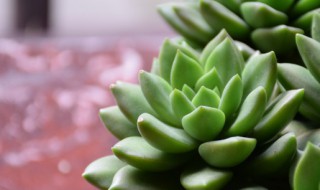 多肉的土壤怎么配制(多肉植物土怎么配制)