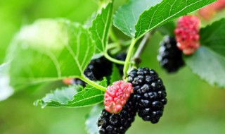 桑葚怎么晒干 桑葚怎么晒干要蒸过吗