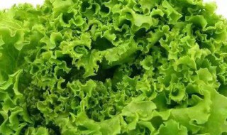 球生菜怎么吃 球生菜怎么吃法