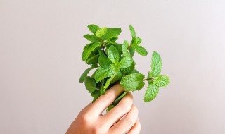 薄荷叶吃什么好 薄荷叶怎么吃最好
