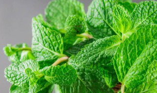 薄荷怎么做好吃又简单 薄荷怎么做好吃