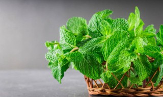 薄荷怎么做菜比较好吃 薄荷怎么做菜