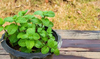 薄荷叶能吃吗 怎么做好吃 薄荷叶怎么吃才好吃