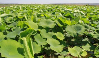 藕田青苔浮萍怎么除（藕田里的青苔怎么去除）