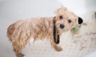 家里狗狗味道怎么去除（家里有狗的味道怎么去除）