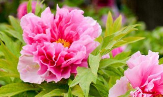 牡丹苗怎么种（牡丹苗怎么种植?牡丹种植方法和时间）