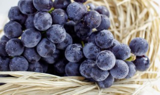 葡萄籽盆栽多少时间发芽 葡萄籽什么时候发芽