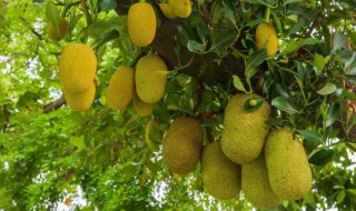 菠萝蜜什么时候施肥最好（菠萝蜜要施什么肥好）