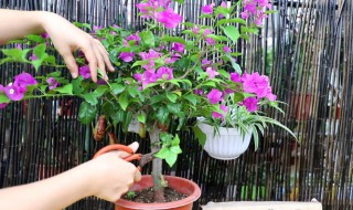 三角梅怎样施肥才会经常开花 三角梅在开花的时候可以施肥吗