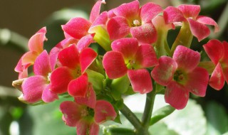 什么季节扦插长寿花 什么季节扦插长寿花最好