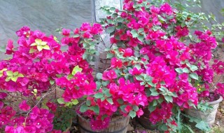 三角梅上什么肥爱开花（三角梅花上什么肥好）