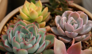 多肉刚换盆多久才能晒太阳和浇水（多肉植物换盆后多久能晒浇水）