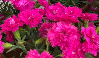 怎样让康乃馨快速开花 如何让康乃馨快速开花