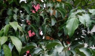 大富贵树多长时间浇水 大富贵树多长时间浇一次水