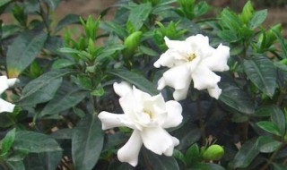 盆栽花什么时候施肥 盆栽花什么时候施肥好