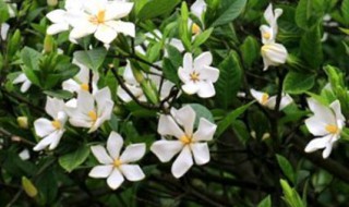 栀子花半个月没浇水蔫了怎么补救 栀子花半个月没浇水蔫了怎么补救视频