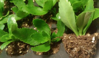 长寿花扦插4种方法是什么（扦插长寿花,就这么简单）