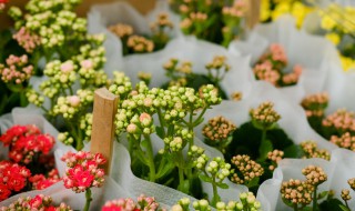 如何用叶片扦插长寿花（长寿花的叶片扦插）