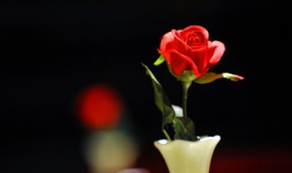 玫瑰花适合什么土壤 玫瑰花适合什么土壤养殖