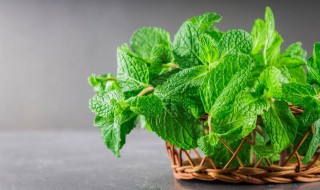 薄荷怎么做 薄荷怎么做菜简单又好吃
