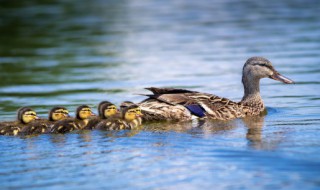 鸭煲什么汤好喝 鸭煲什么汤好吃