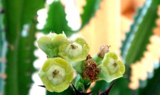 镇宅最灵的三种花 蓬莱松