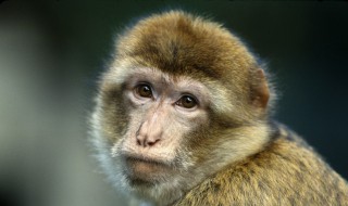 猴子为什么没有眼白 猴子白眼狼