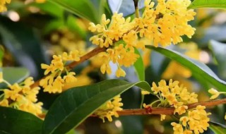 秋天有哪些植物（秋天有哪些植物发生变化）