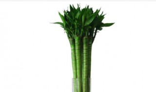 龙竹养几支最旺事业运（属龙人养富贵竹几支最好）