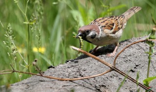 麻鹊叫声有什么兆头 麻鹊的叫声怎么形容