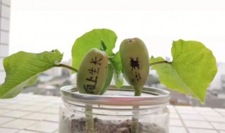 魔豆种子怎么种植方法（魔豆种子是什么植物怎么种）