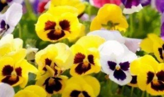 三色堇种子种植方法（三色堇种子的种植方法）