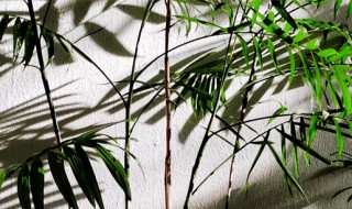 凤尾竹开花有什么兆头 凤尾竹开花意味着什么