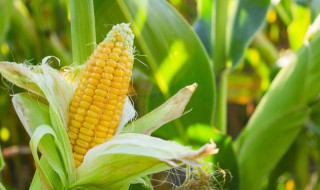 短日照植物有哪些（什么叫短日照植物）