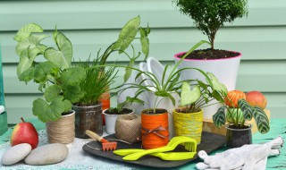 植物雌激素食物有哪些 植物雌激素的食物