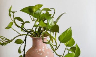 在水里养的花或植物有哪些(可以在水中养的花有哪些)